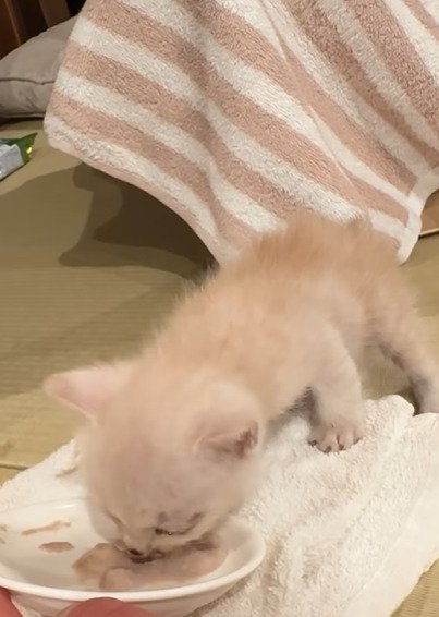 ご飯を食べる子猫