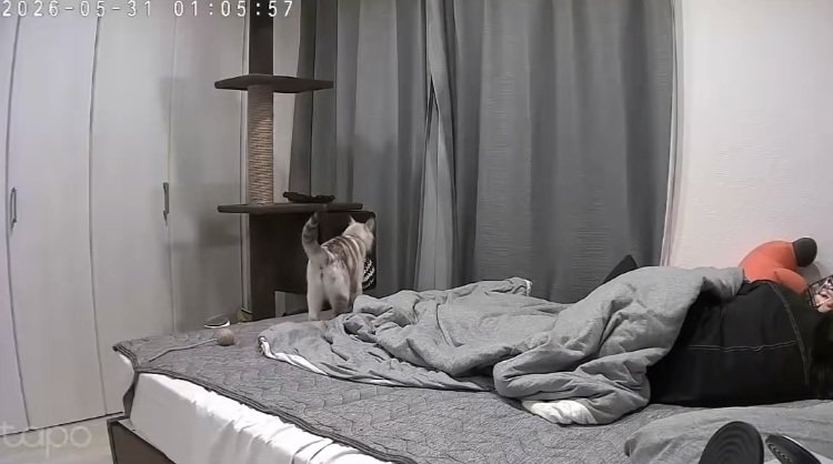 飼い主がくつろぐベッドに乗る猫