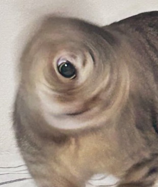 隻眼の猫ちゃん