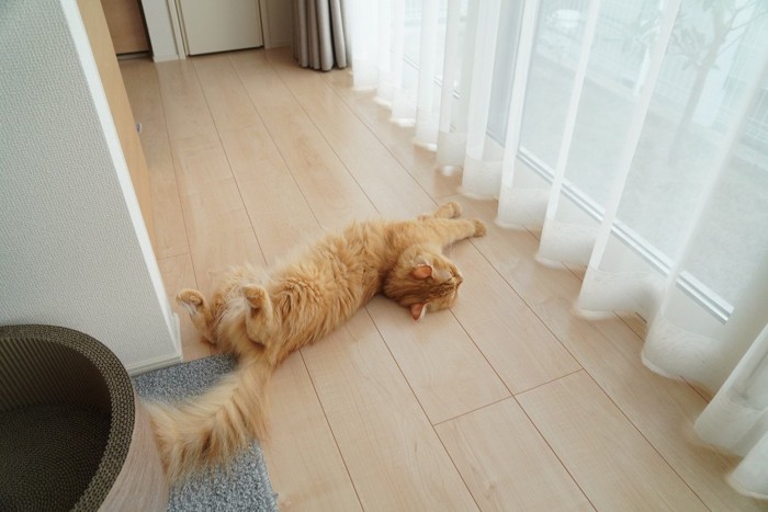 床でヘソ天するマンチカン