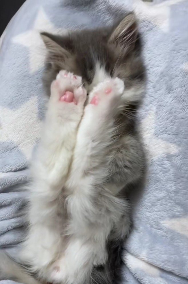 足で顔を隠すさっくん