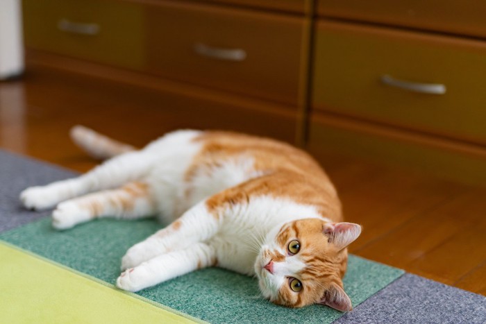 床で寝転ぶ猫