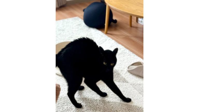 やんのかポーズの猫