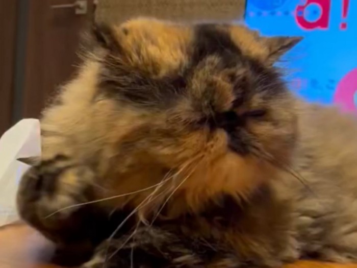 猫の顔のアップ