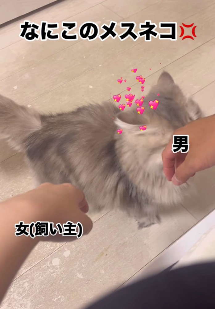 顔をすり寄せる猫