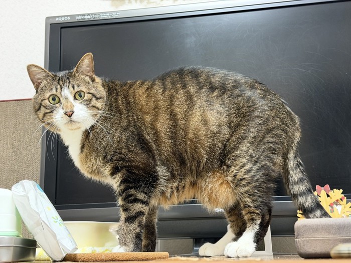 テレビの前にいる猫