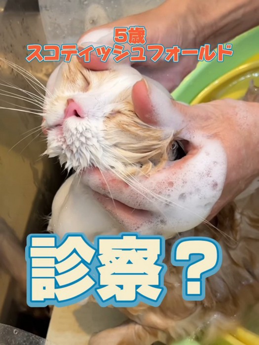 泡だらけの猫