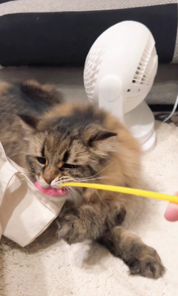 猫じゃらしで遊ぶ猫