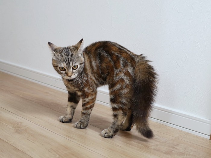 やんのかステップのポーズになっている猫