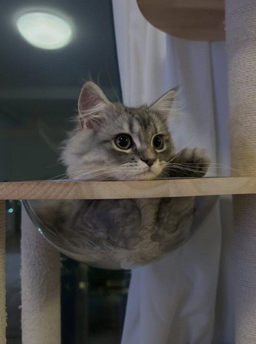 タワーのベッドに入ったグレー猫
