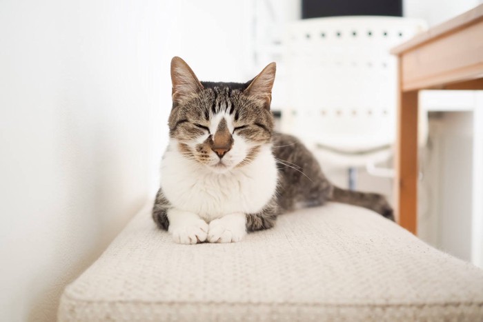 細目で見つめる猫