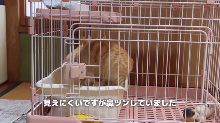 猫の後ろ姿