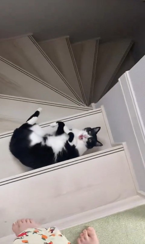出待ちする猫