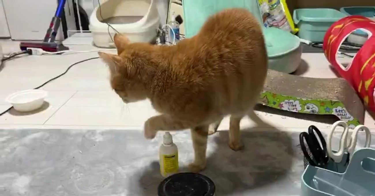 どこかへ行く釿汰くん