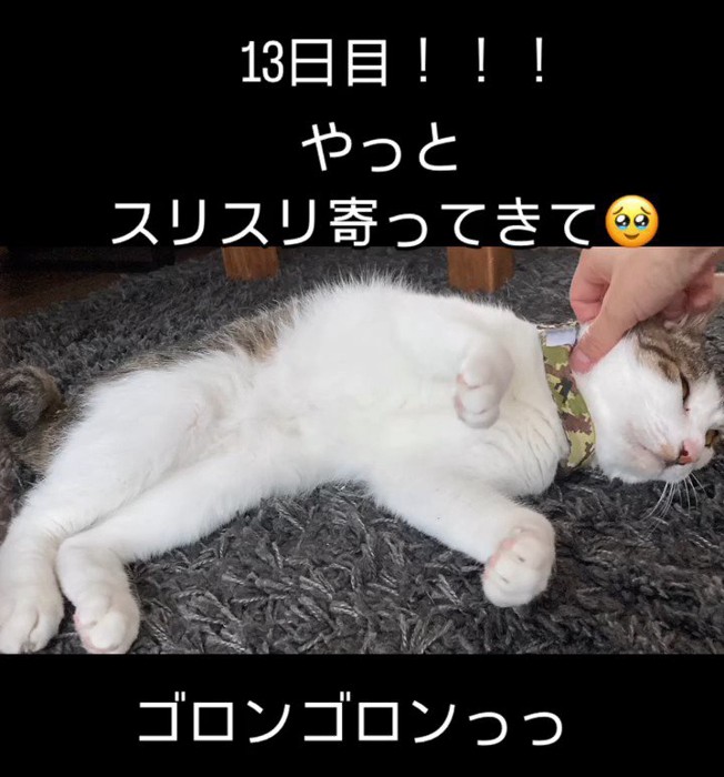 なでられる猫