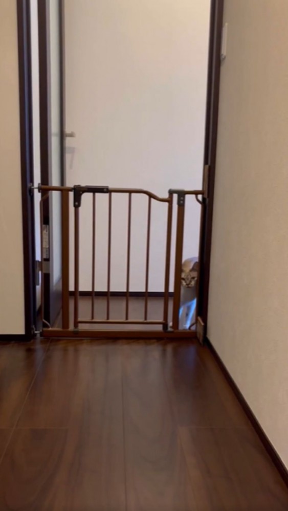 ゲートを覗き込む猫