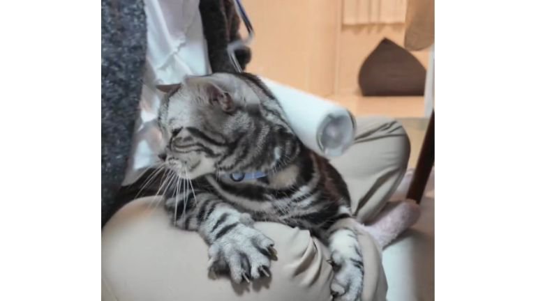 コロコロされている猫