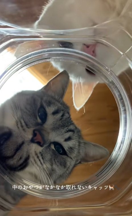 瓶をのぞき込む白猫とキジトラ猫