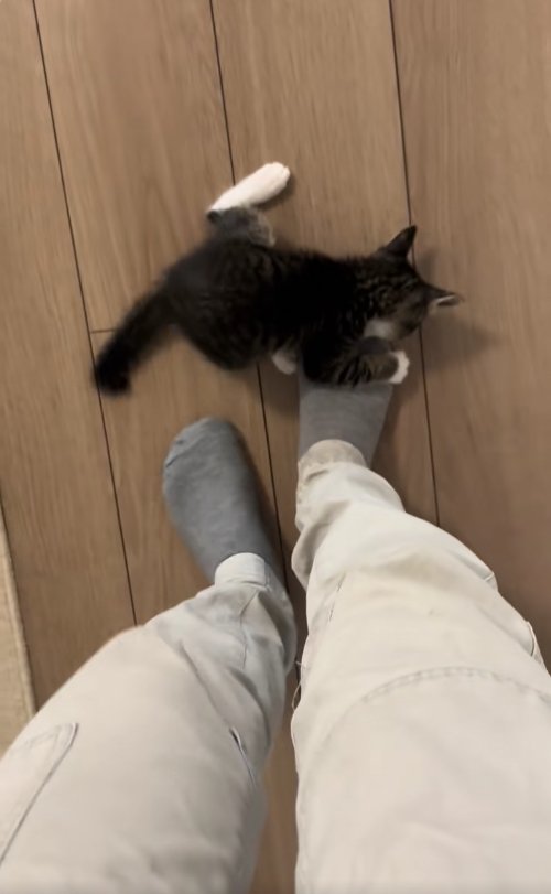保護主の右足のつま先に噛み付く子猫