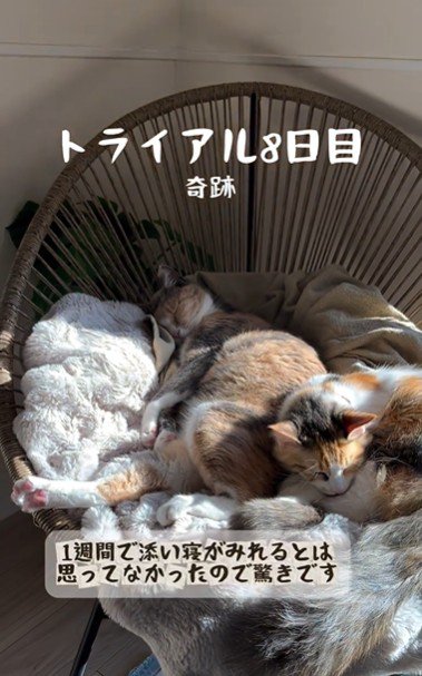 椅子の上で寝ている2匹の猫