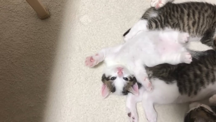 仰向けの子猫