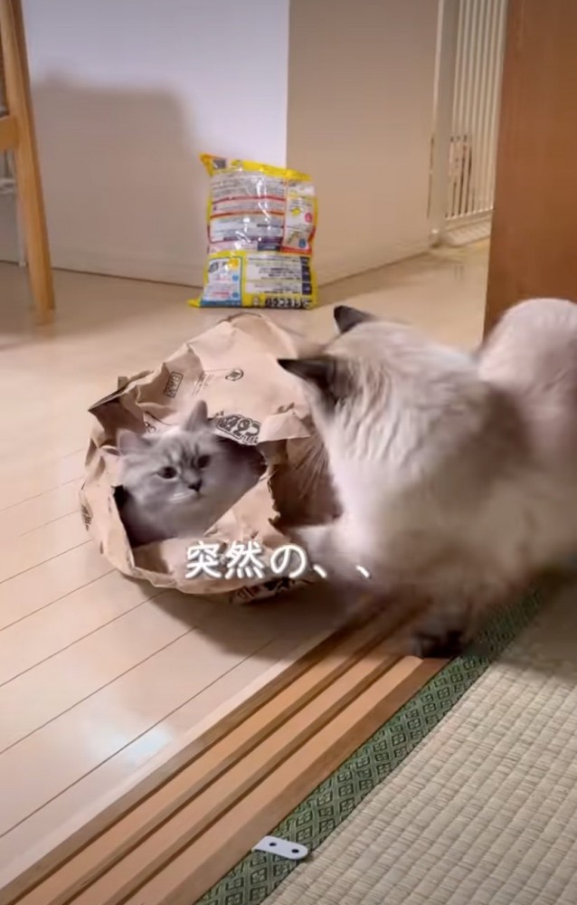 猫パンチ