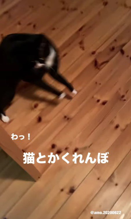 突然現れたあもちゃん