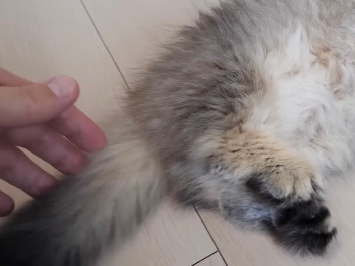 子猫の尻尾に触れる飼い主