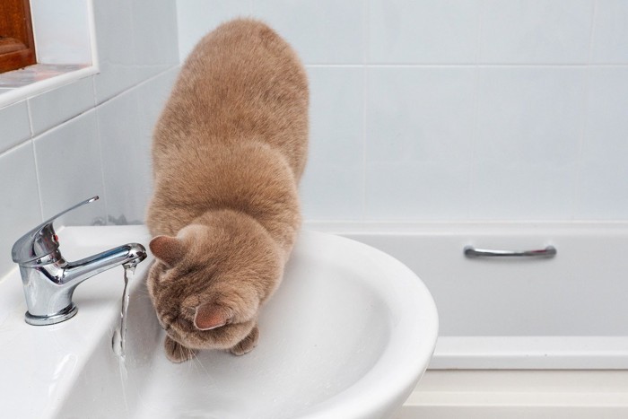 洗面所の水に興味を示す猫