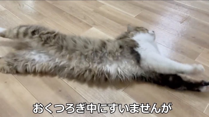 床に寝そべる猫