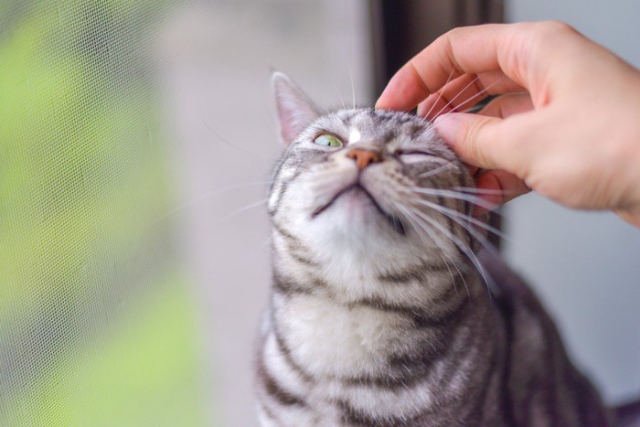 目を細めて気持ちよさそうにしている猫