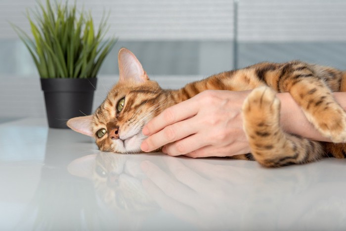 女性の腕に抱きつく猫