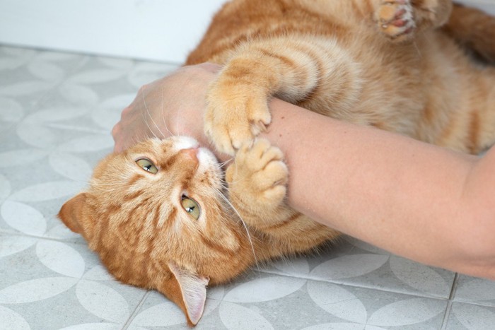 腕にじゃれつく猫