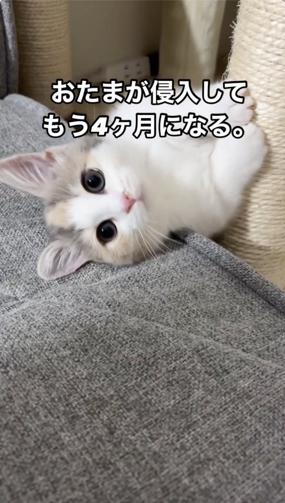 カメラをみる猫