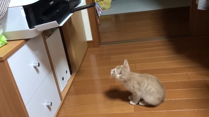 驚く子猫