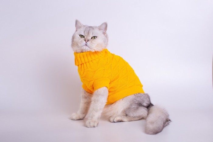 服を着ている猫