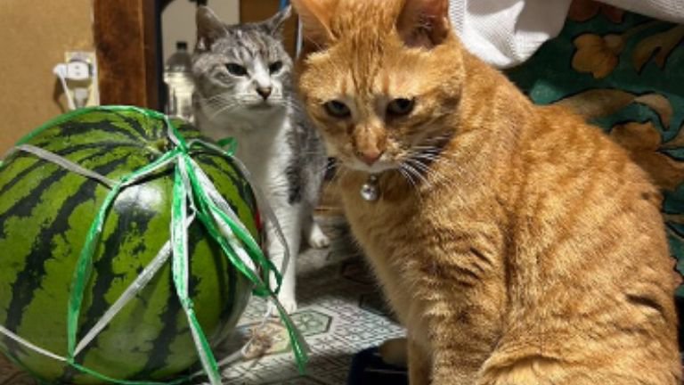 猫とスイカ