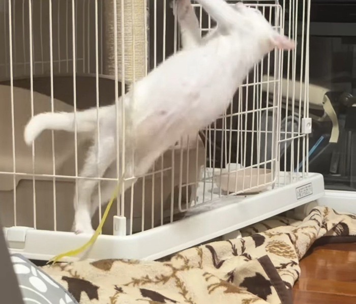 ケージから上半身を起こす子猫