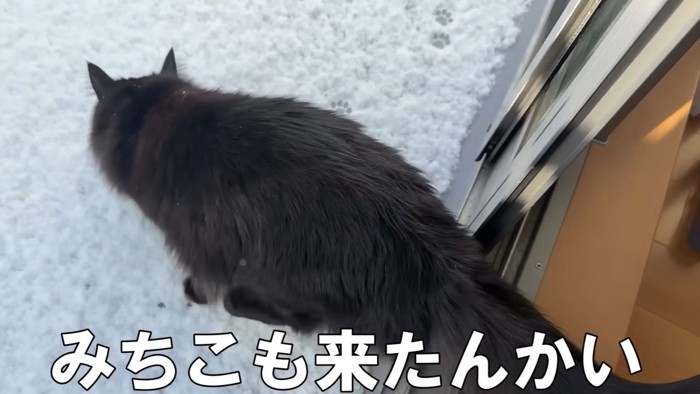 ベランダに出る黒猫
