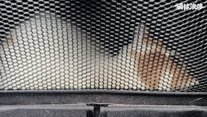 猫用キャリーの中で拗ねるブリティッシュショートヘア