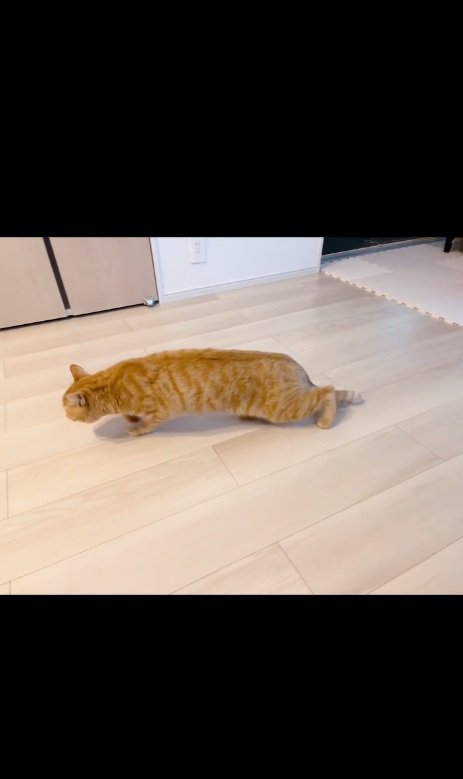 チーターみたいな猫