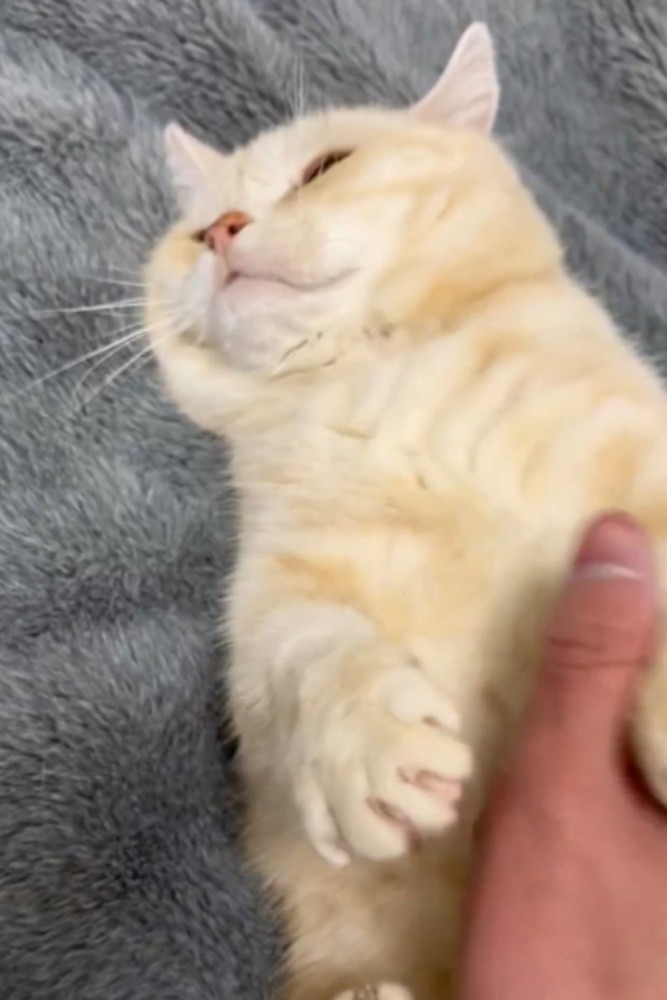 不満そうな表情で横を向く猫