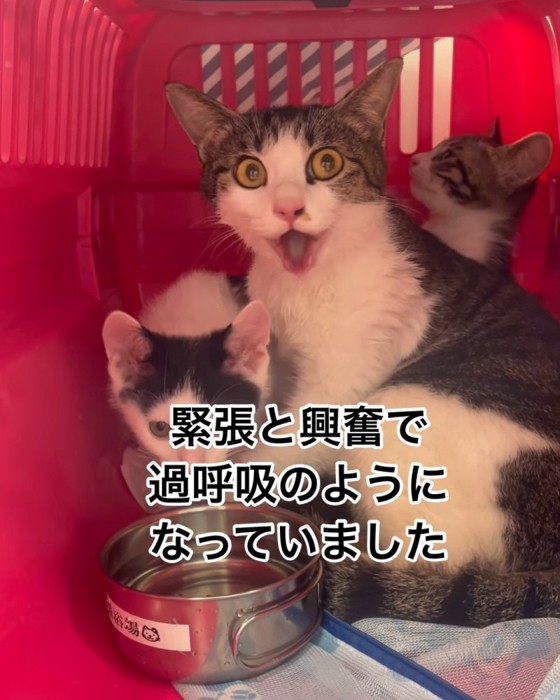 口呼吸をしながら目を見る猫