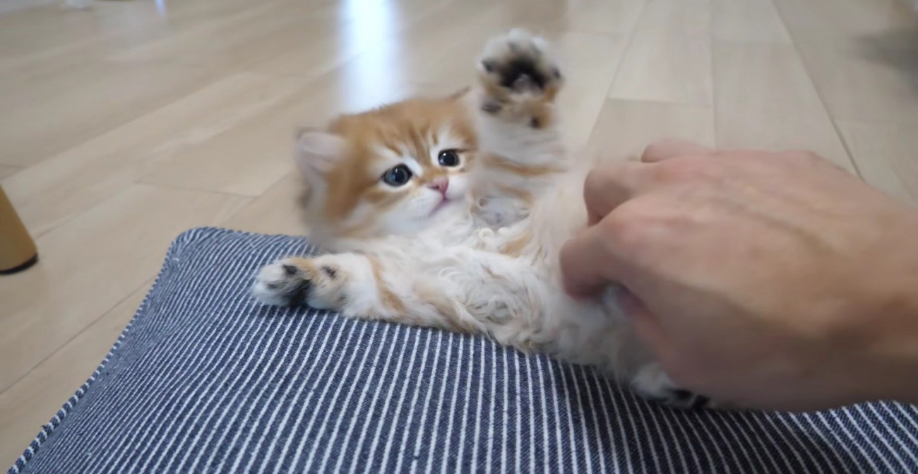 飼い主さんの動く手が気になり前足を上げる赤ちゃん