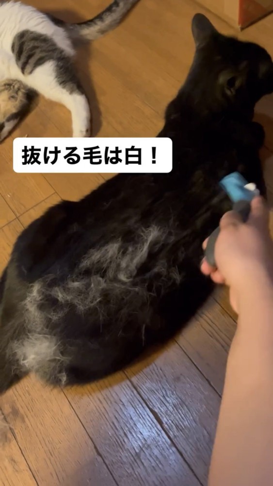 ブラッシングされる猫