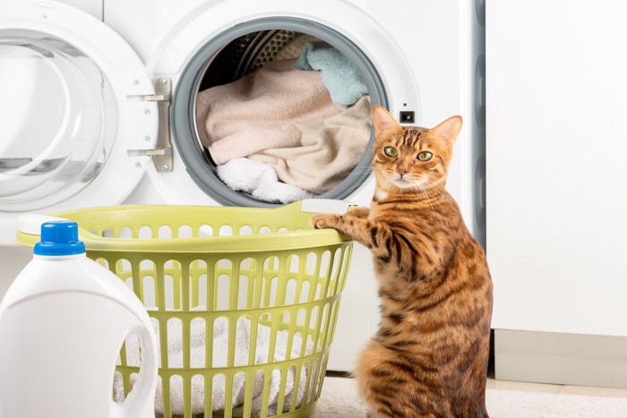 洗濯の準備をする猫