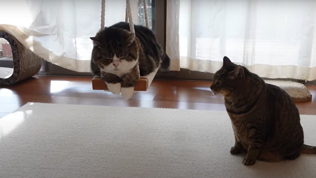 ブランコで寝る猫とお座りする猫