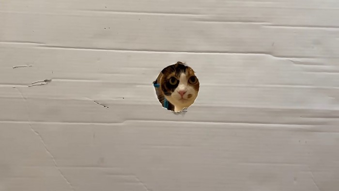 穴から前を見ている三毛猫