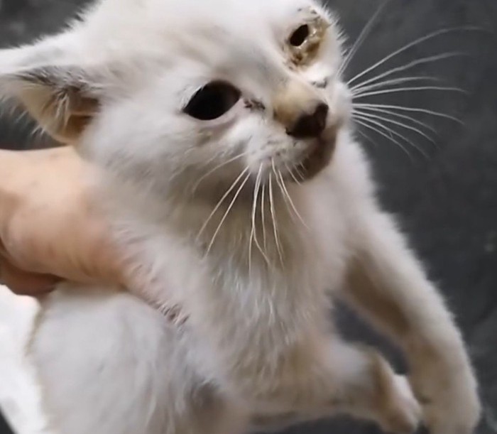 片目がつぶれた子猫