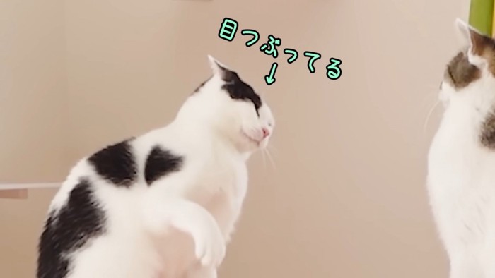 目をつぶる猫